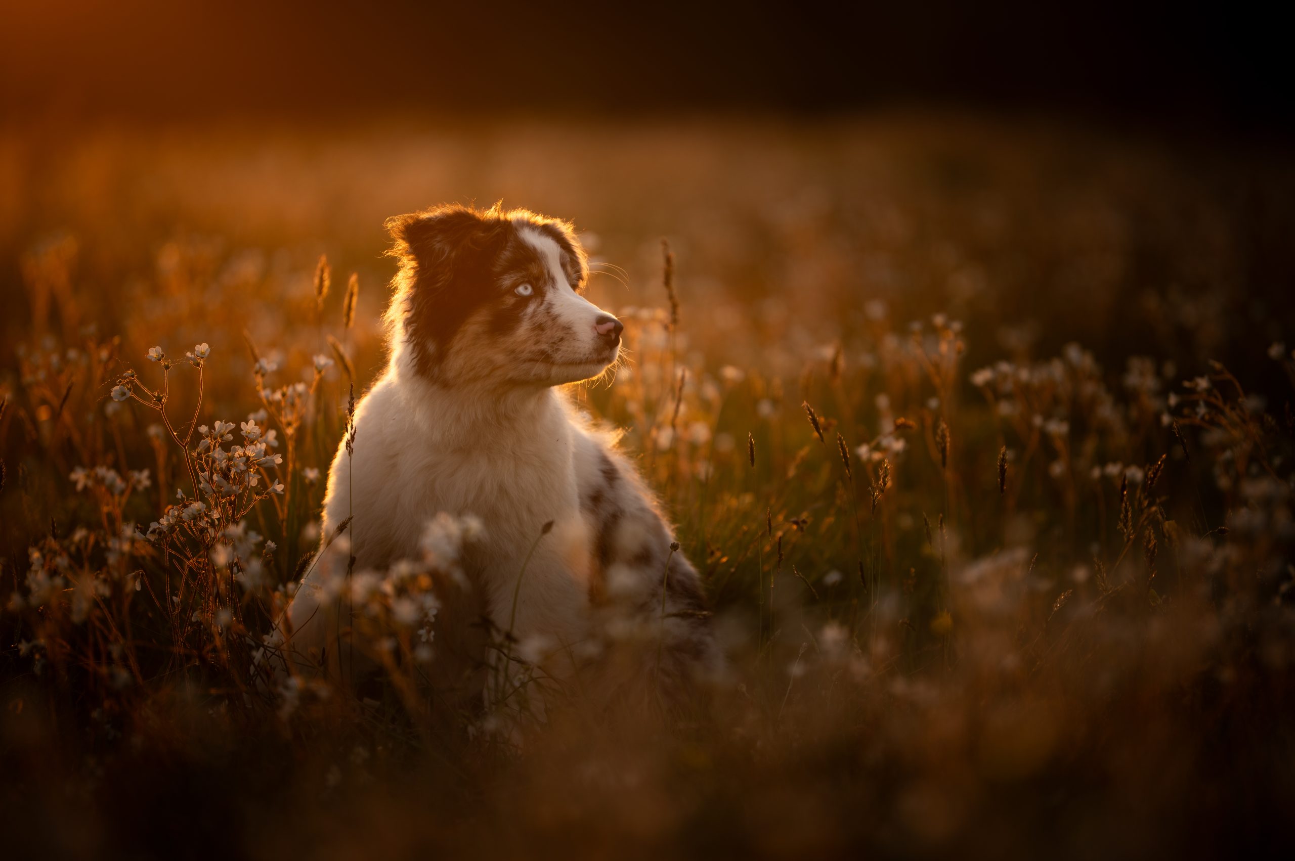 Chien photographié en extérieur lors d’une séance photo à Avermes dans l’Allier