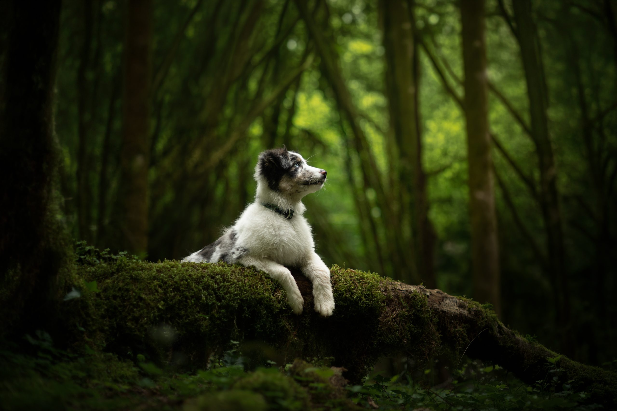 Famille photographiée avec son chien par une photographe animalière à Yzeure