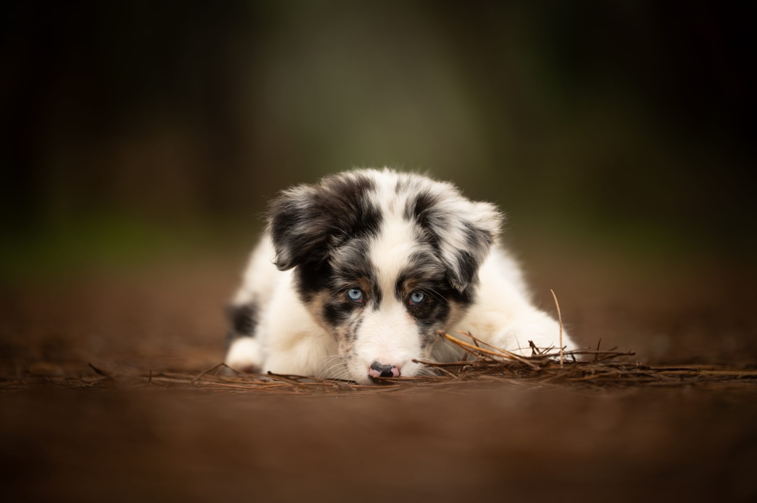 Portrait d’un berger australien réalisé par une photographe canine à Moulins dans l’Allier