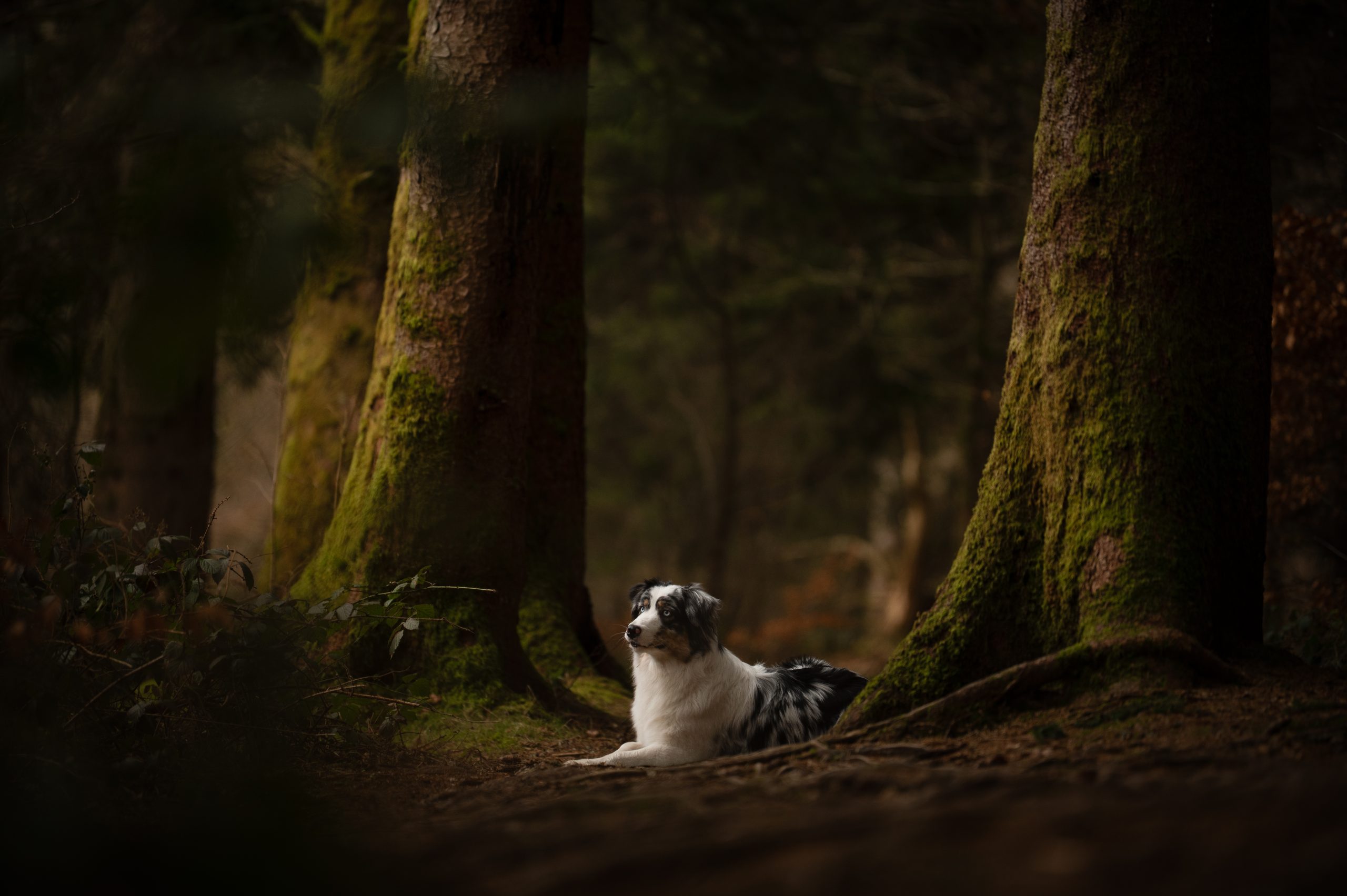 Portrait artistique d’un chien réalisé par une photographe animalière à Moulins en Auvergne