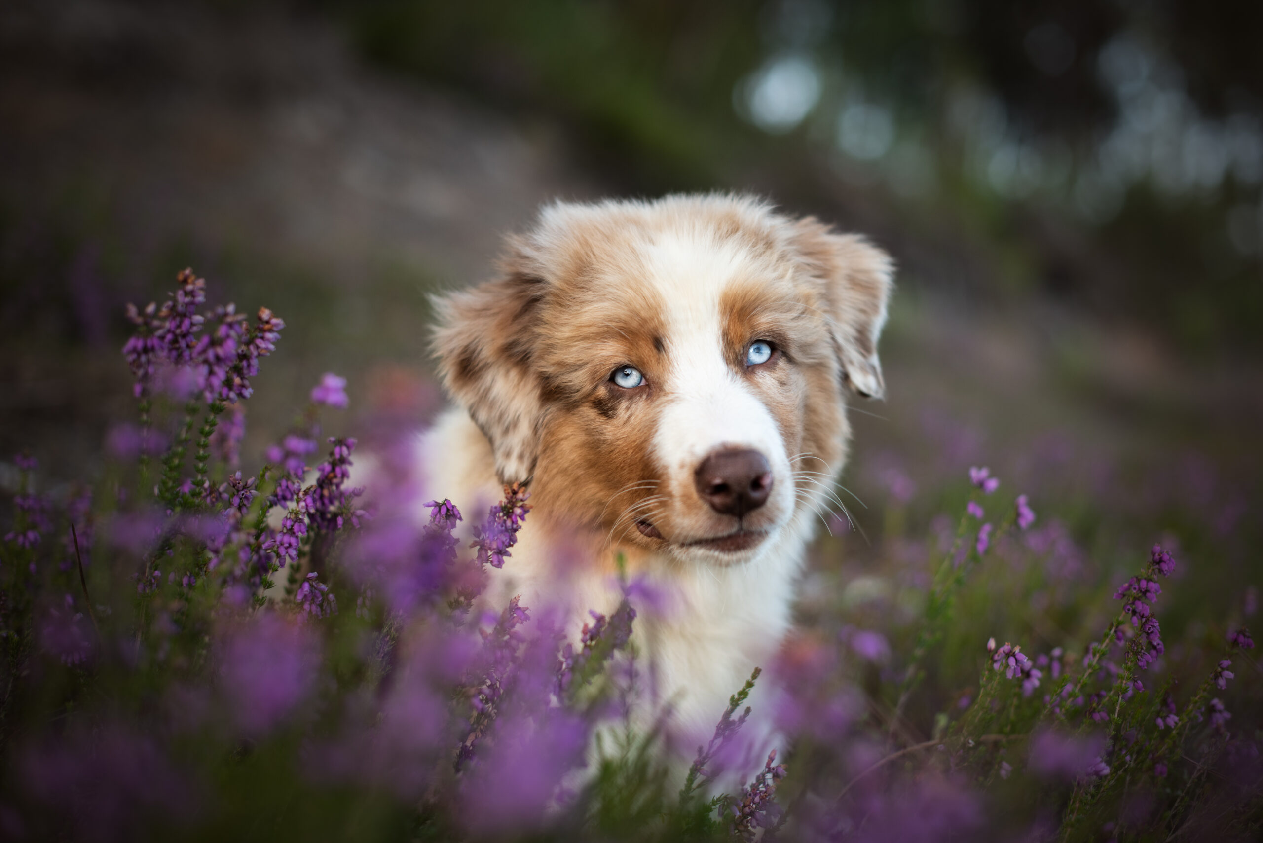 Douceur printanière Photographe chien Moulins berger australien dans les fleurs violettes