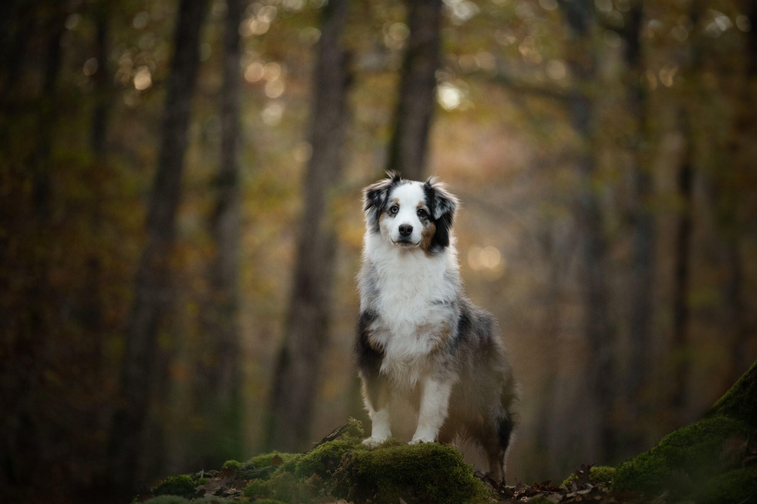 Portrait forestier Photographe chien Moulins berger australien debout en forêt