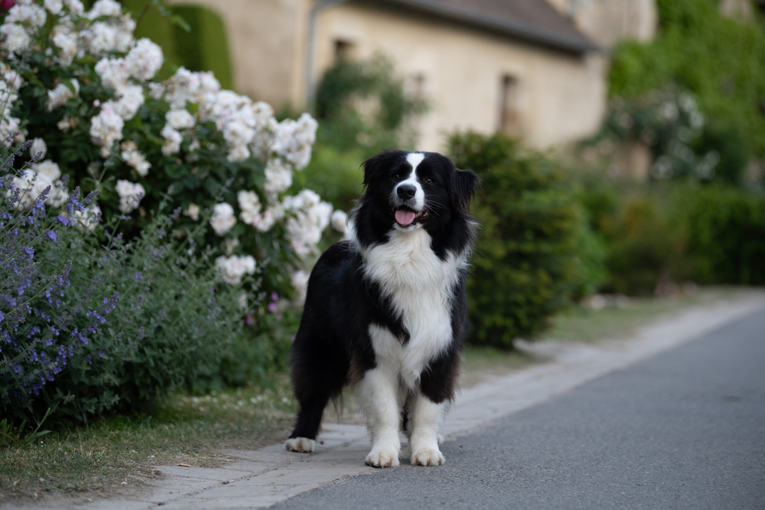Photographe chien Moulins chien devant un massif de fleurs blanches