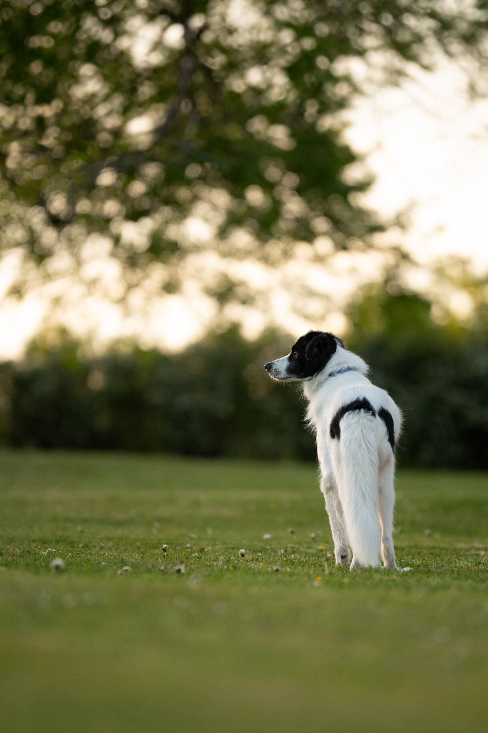 Photographe chien Allier chien noir et blanc dans un parc au coucher du soleil