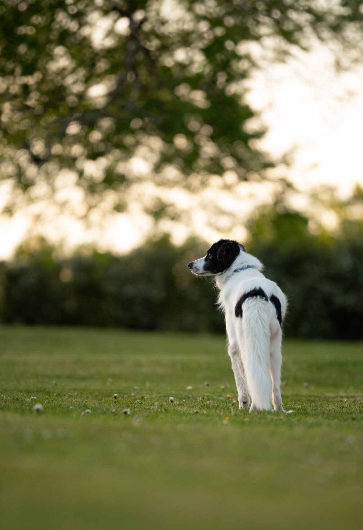 Photographe chien Allier chien noir et blanc dans un parc au coucher du soleil